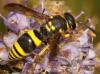 Ancistrocerus sp.